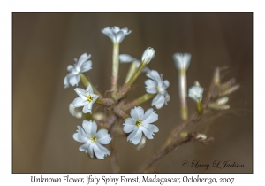 Unknown Flowers