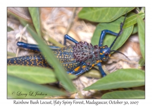 Rainbow Bush Locust