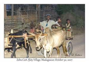 Zebu Cart