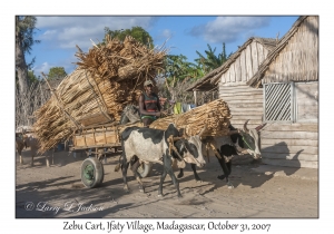 Zebu Cart