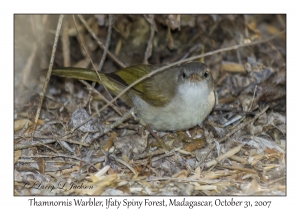 Thamnornis Warbler