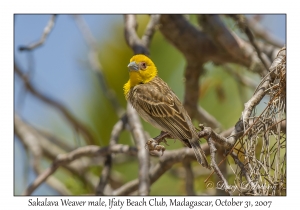 Sakalava Weaver male