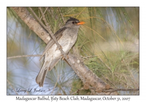 Madagascar Bulbul