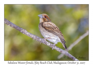 Sakalava Weaver female