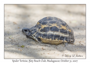 Spider Tortoise