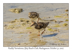 Ruddy Turnstone