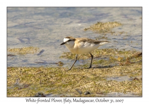 White-fronted Plover