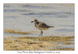 Grey (Black-bellied) Plover