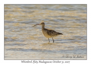 Whimbrel