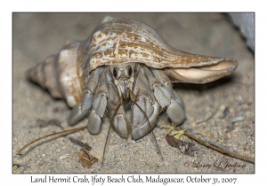 Land Hermit Crab