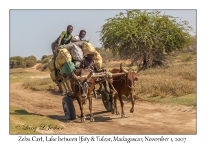 Zebu Cart