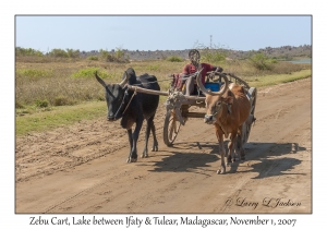 Zebu Cart