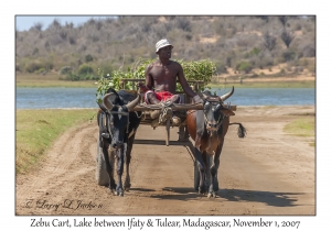 Zebu Cart