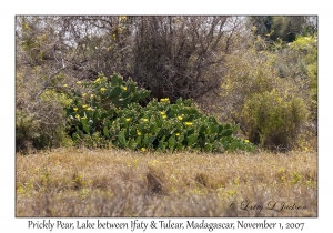 Prickly Pear