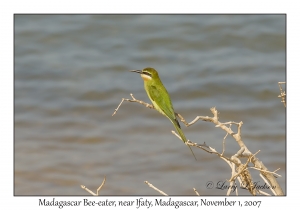 Madagascar Bee-eater