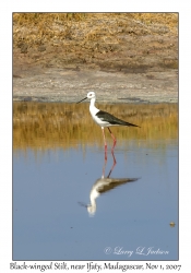 Black-winged Stilt