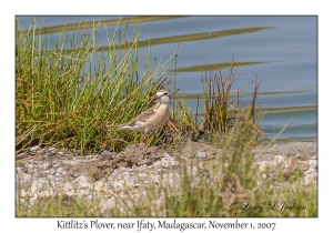 Kittlitz's Plover