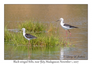 Black-winged Stilts