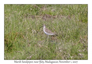 Marsh Sandpiper