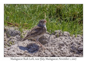 Madagascar Bush Lark