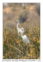 Great Egrets