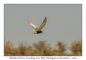 Whiskered Tern