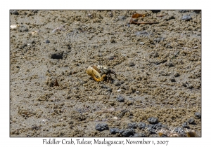 Fiddler Crab