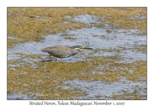 Striated Heron