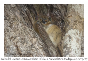 Red-tailed Sportive Lemur