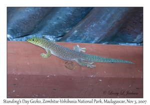 Standing's Day Gecko