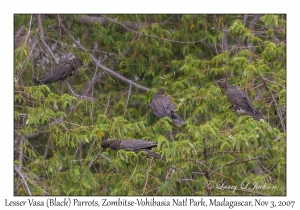 Lesser Vasa (Black) Parrot