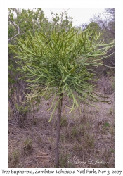 Tree Euphorbia