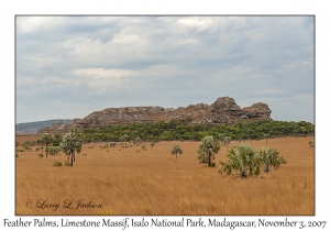 Feather Palms & Limestone Massif