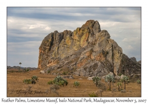 Feather Palms & Limestone Massif