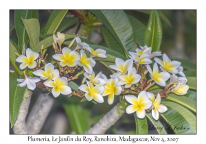 Plumeria species