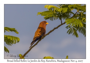 Braod-billed Roller