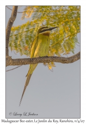 Madagascar Bee-eater