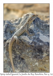 Spiny-tailed Iguanid