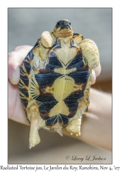 Madagascar Radiated Tortoise juvenile