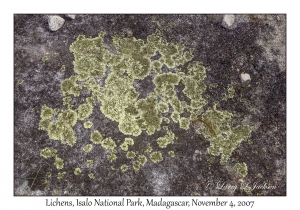 Lichens