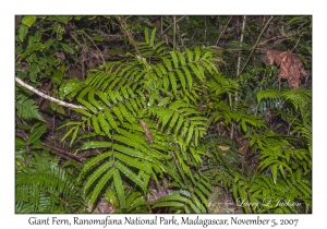 Giant Fern