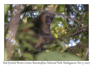 Red-fronted Brown Lemur