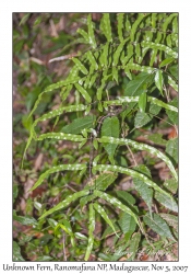 Unknown Fern