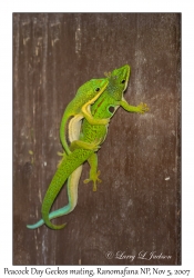 Peacock Day Gecko mating, Ranomafana NP