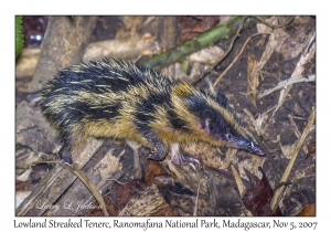 Lowland Streaked Tenrec