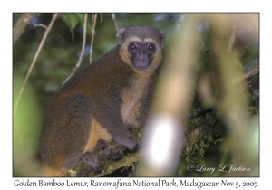 Golden Bamboo Lemur