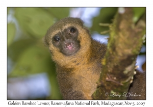 Golden Bamboo Lemur