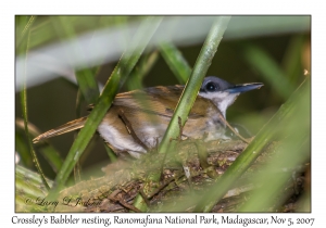 Crossley's Babbler nesting