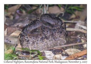 Collared Nightjars