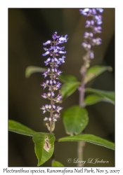 Plectranthus species